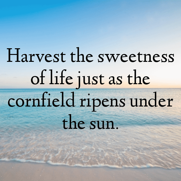 Sweet Corn Captions Photo For Instagram-U7k7Us