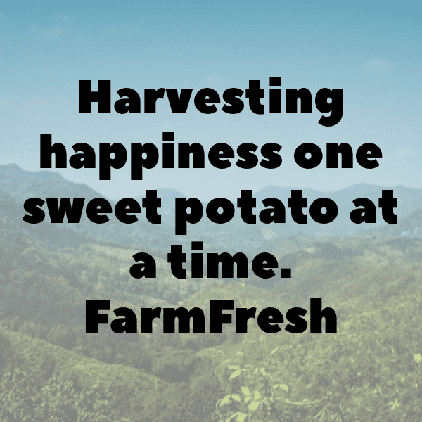 231+ Sweet Potato Captions For Instagram (Fresh & Trendy) 18 Sweet Potato Captions Image For Instagram-vz8DXr