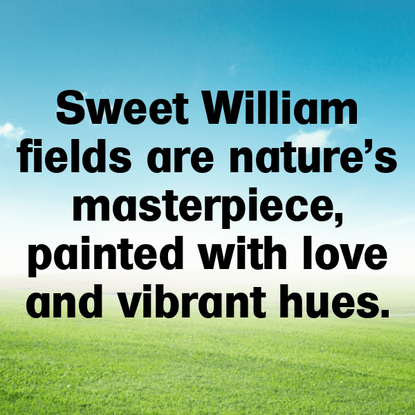 Sweet William Captions Image For Instagram-4DjJlc