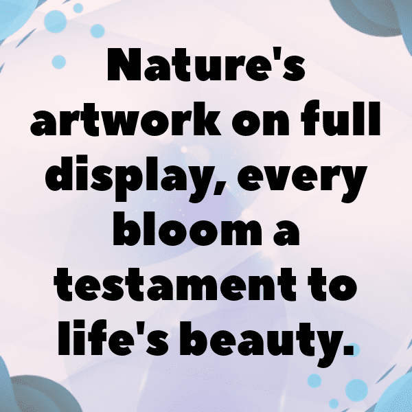 Sweet William Captions Photo For Instagram-d6oYsG