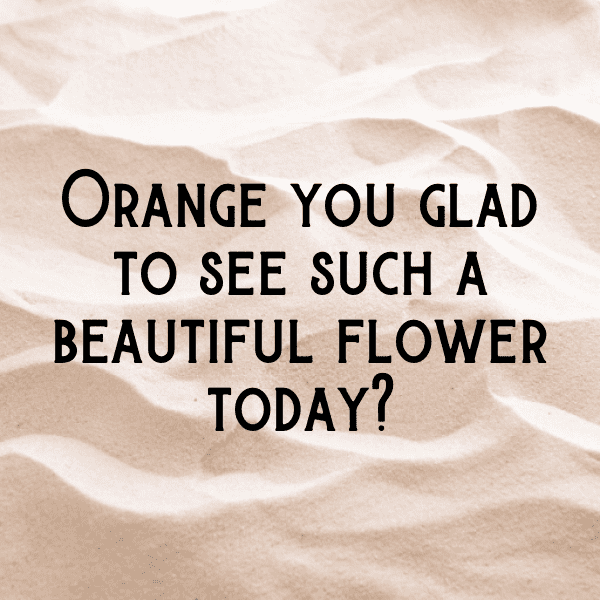 Tangerine Captions Photo For Instagram-NZ7F8i