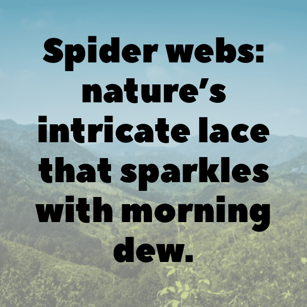 255+ Tarantula Captions For Instagram (Fresh & Trendy) 8 Tarantula Captions Photo For Instagram-zGbZPn