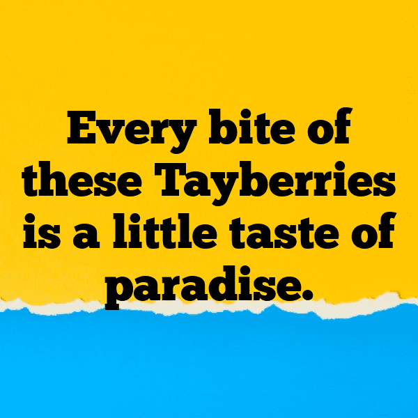 Tayberry Captions Photo For Instagram-lkirZT