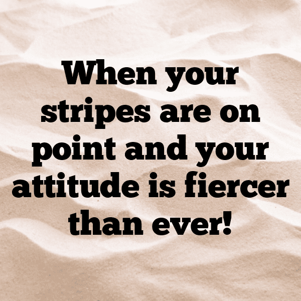 Tiger Captions Image For Instagram-WaaPZq