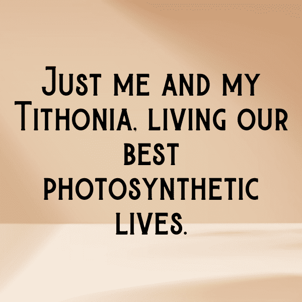 232+ Tithonia Captions For Instagram In 2025 9 Tithonia Captions Image For Instagram-iBjp4C