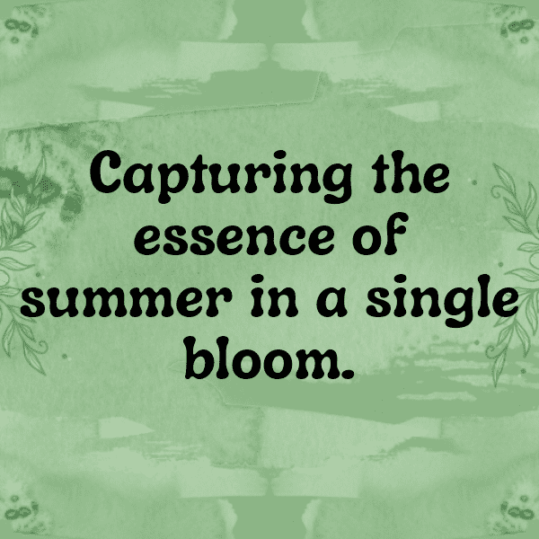 232+ Tithonia Captions For Instagram In 2025 7 Tithonia Captions Photo For Instagram-DUWFO6