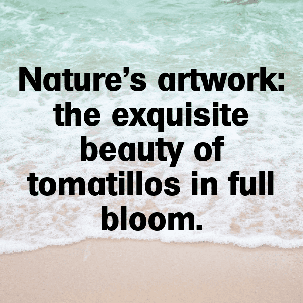 311+ Tomatillo Captions For Instagram In 2025 3 Tomatillo Captions Photo For Instagram-lqfC22