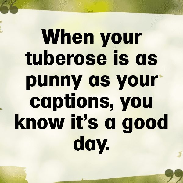 235+ Tuberose Captions For Instagram (Fresh & Trendy) 5 Tuberose Captions Image For Instagram-fCrwsn