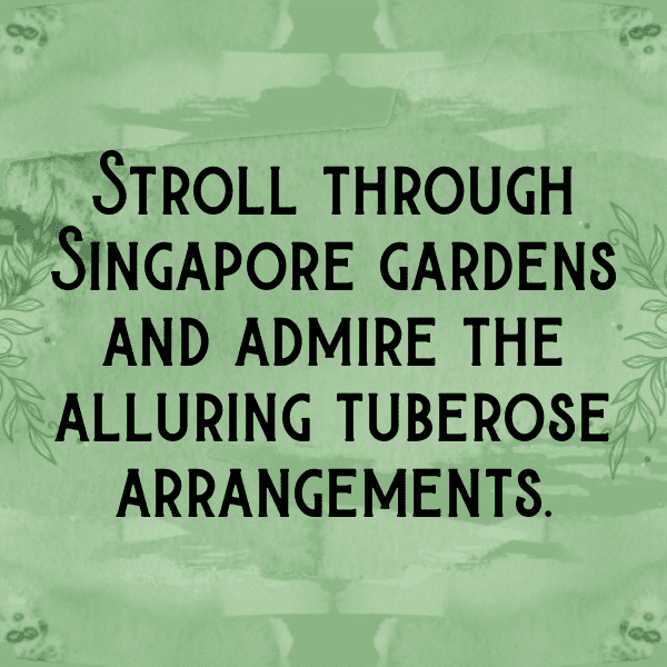 235+ Tuberose Captions For Instagram (Fresh & Trendy) 10 Tuberose Captions Image For Instagram-i6y4rO