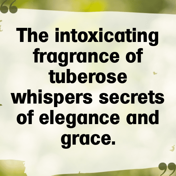 235+ Tuberose Captions For Instagram (Fresh & Trendy) 6 Tuberose Captions Image For Instagram-V9epco