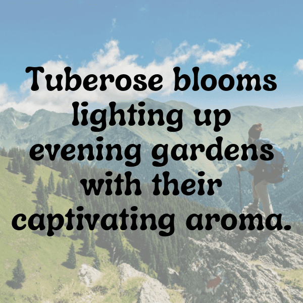 235+ Tuberose Captions For Instagram (Fresh & Trendy) 14 Tuberose Captions Image For Instagram-YeOqQY