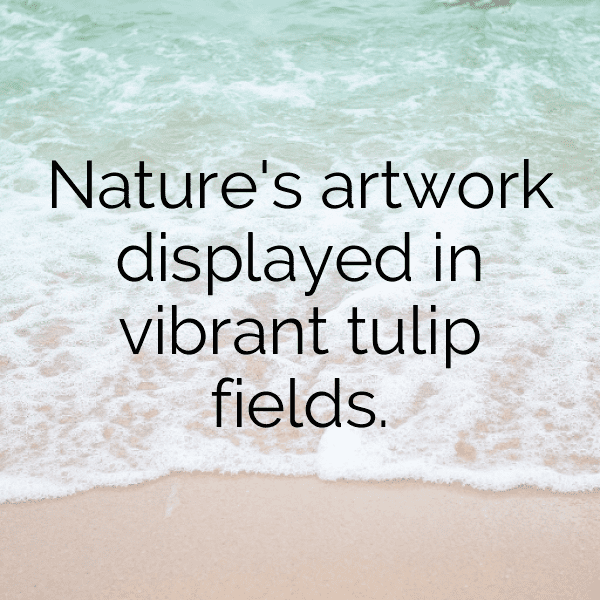 220+ Tulip Captions For Instagram (Short, Trending & Viral) 4 Tulip Captions Image For Instagram-HDtTBZ