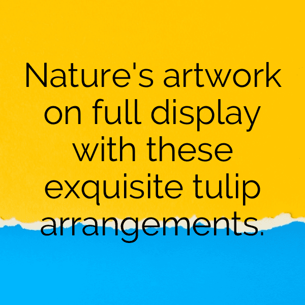 220+ Tulip Captions For Instagram (Short, Trending & Viral) 11 Tulip Captions Image For Instagram-LY28NT