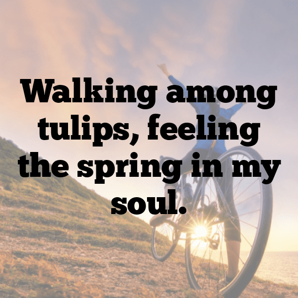 220+ Tulip Captions For Instagram (Short, Trending & Viral) 3 Tulip Captions Photo For Instagram-6ODYMj