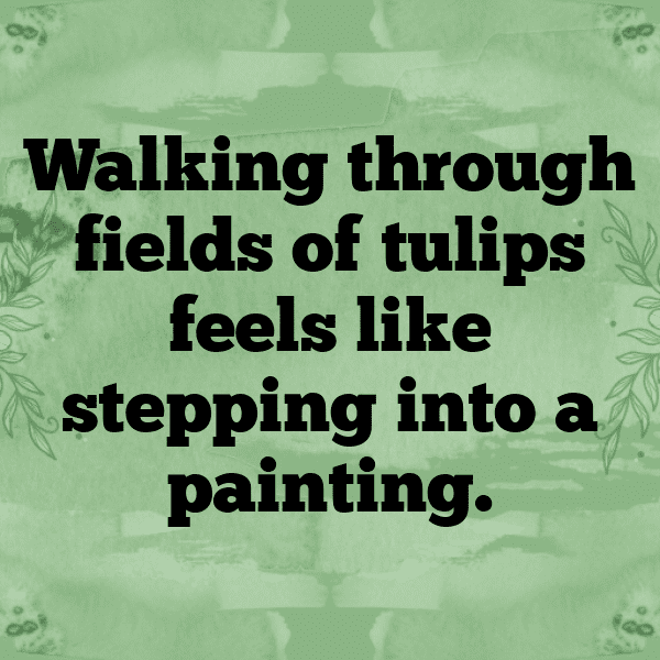 220+ Tulip Captions For Instagram (Short, Trending & Viral) 14 Tulip Captions Photo For Instagram-vDNQiX