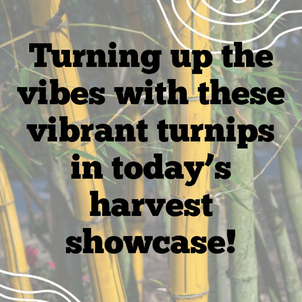 Turnip Captions Photo For Instagram-64MXyJ