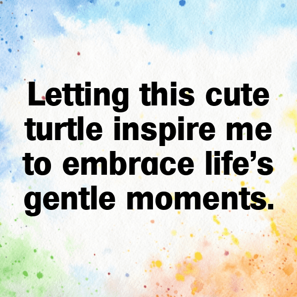 Turtle Captions Photo For Instagram-Wb8mvd