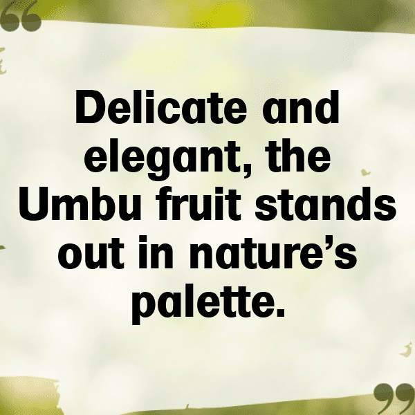 Umbu Fruit Captions Image For Instagram-pLP7pg