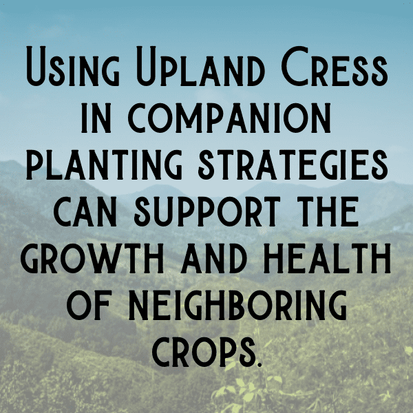 Upland Cress Captions Image For Instagram-MVEYCP