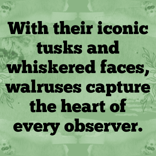 290+ Walrus Captions For Instagram (Trending, Funny & Top) 9 Walrus Captions Photo For Instagram-OcgoD1