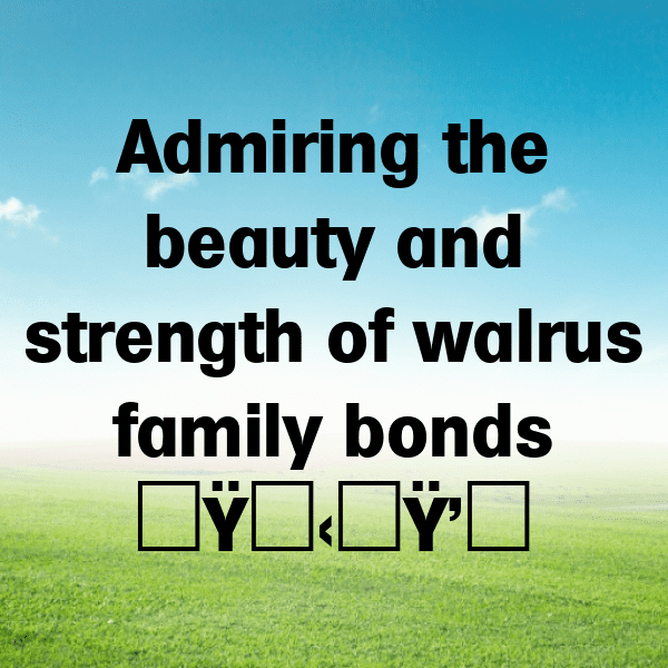 290+ Walrus Captions For Instagram (Trending, Funny & Top) 5 Walrus Captions Photo For Instagram-yOYlYv