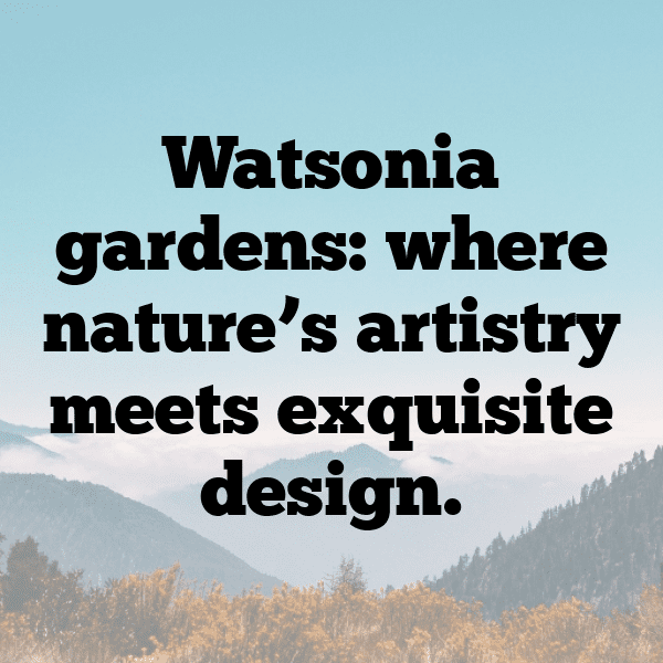 Watsonia Captions Image For Instagram-2hWiuW