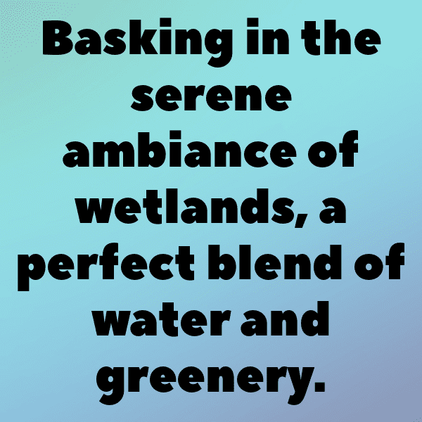 201+ Wetland Captions for Instagram (Trending, Funny & Top) 7 Wetland Captions Image for Instagram-bSfQS2