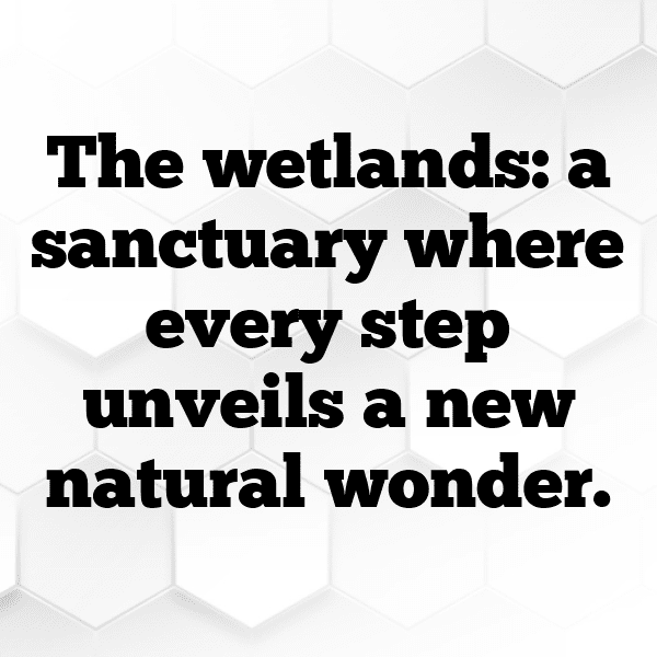201+ Wetland Captions for Instagram (Trending, Funny & Top) 11 Wetland Captions Image for Instagram-WQFBGZ