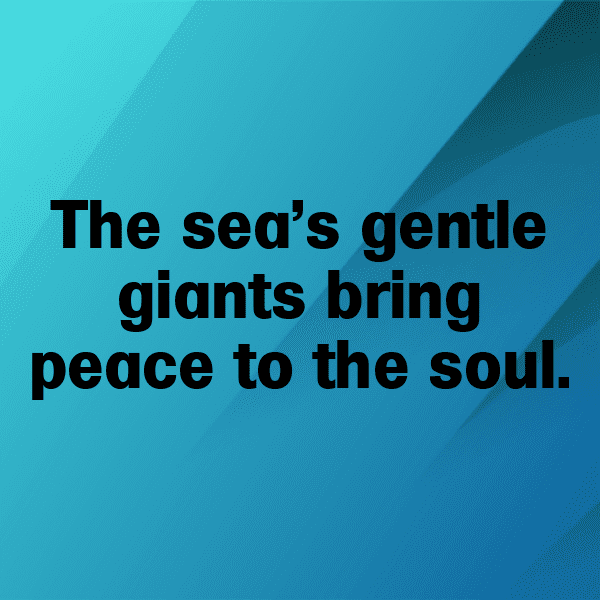 349+ Whale Captions For Instagram (Short, Trending & Viral) 6 Whale Captions Image For Instagram-NfF5yk