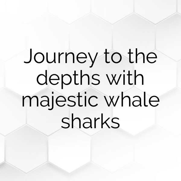 349+ Whale Captions For Instagram (Short, Trending & Viral) 11 Whale Captions Image For Instagram-Y4eLeI