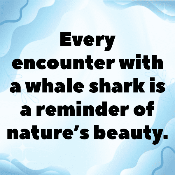 349+ Whale Captions For Instagram (Short, Trending & Viral) 15 Whale Captions Photo For Instagram-lPxBK1