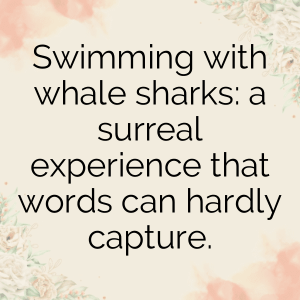 349+ Whale Captions For Instagram (Short, Trending & Viral) 18 Whale Captions Photo For Instagram-PHVSMJ