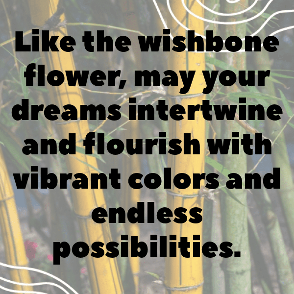 Wishbone Flower Captions Photo For Instagram-hGkuXT