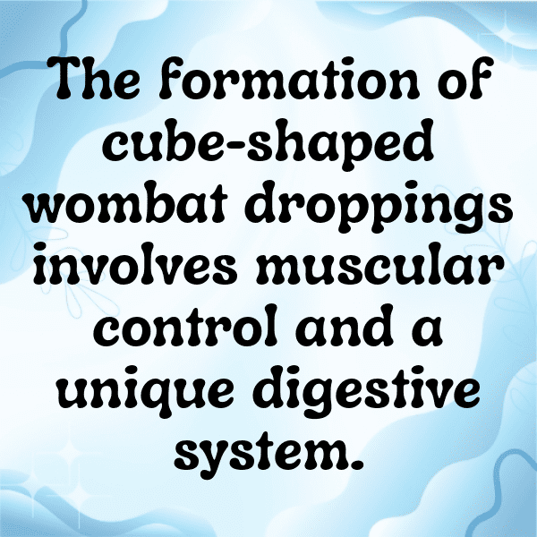 201+ Wombat Captions For Instagram In 2025 10 Wombat Captions Photo For Instagram-lvWeBj