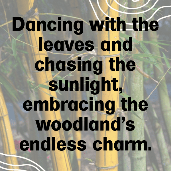 343+ Woodland Adventure Captions for Instagram (Best, Funny & Short) 8 Woodland Adventure Captions Image for Instagram-Dtc8FO