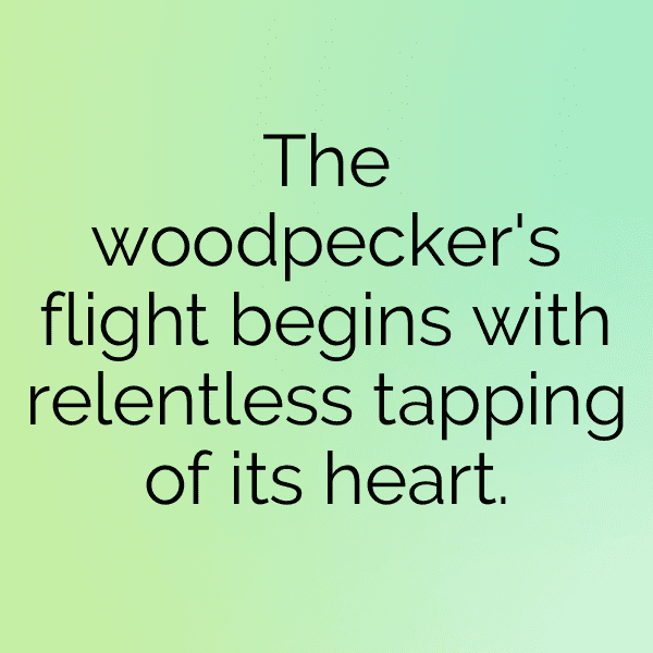 Woodpecker Captions Photo For Instagram-VgLSAv