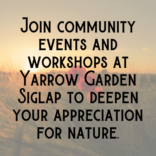 336+ Yarrow Captions For Instagram (Trending, Funny & Top) 3 Yarrow Captions Image For Instagram-sw2cOC