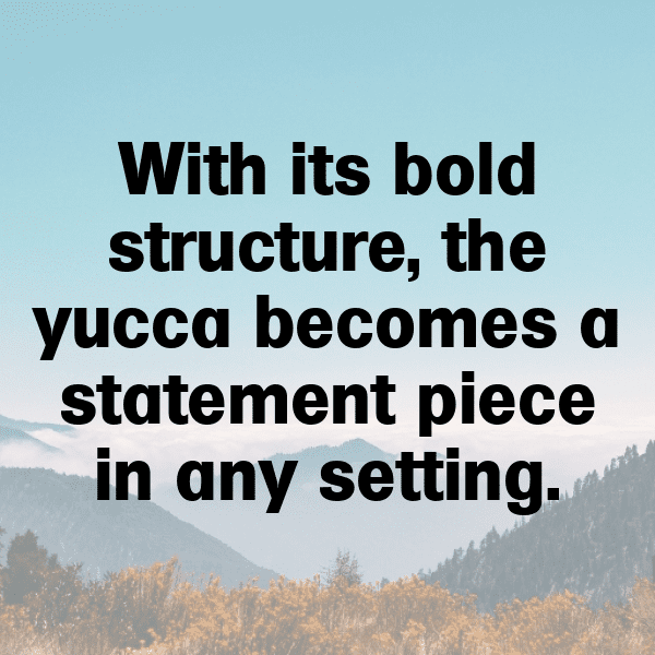 Yucca Captions Photo For Instagram-0eLfgN