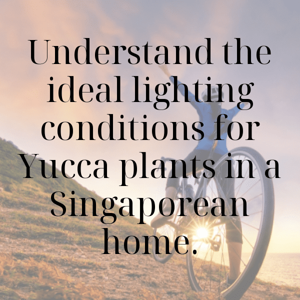 Yucca Captions Photo For Instagram-wtjECP