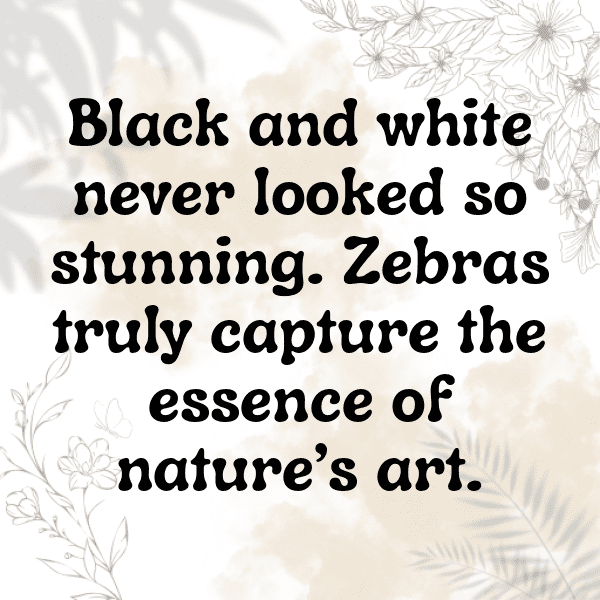 Zebra Captions Photo For Instagram-f6hnJu