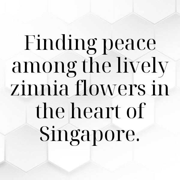 220+ Zinnia Captions For Instagram (Fresh & Trendy) 15 Zinnia Captions Image For Instagram-AOIeUZ