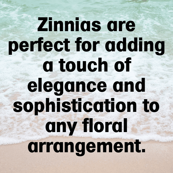 220+ Zinnia Captions For Instagram (Fresh & Trendy) 12 Zinnia Captions Image For Instagram-DvmiE7