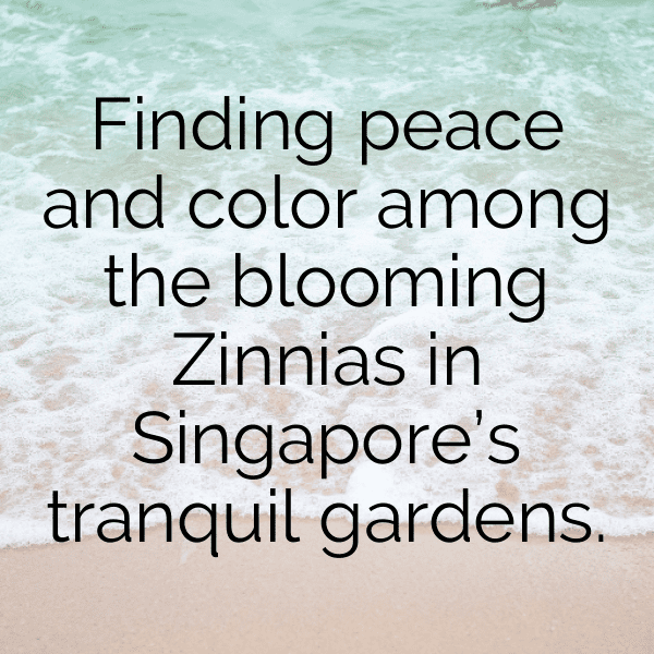 220+ Zinnia Captions For Instagram (Fresh & Trendy) 14 Zinnia Captions Image For Instagram-Rc5S0w