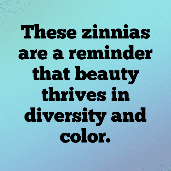 220+ Zinnia Captions For Instagram (Fresh & Trendy) 10 Zinnia Captions Image For Instagram-sCZR1R