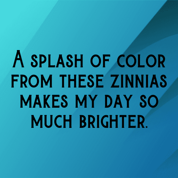 220+ Zinnia Captions For Instagram (Fresh & Trendy) 4 Zinnia Captions Photo For Instagram-GoBm5U