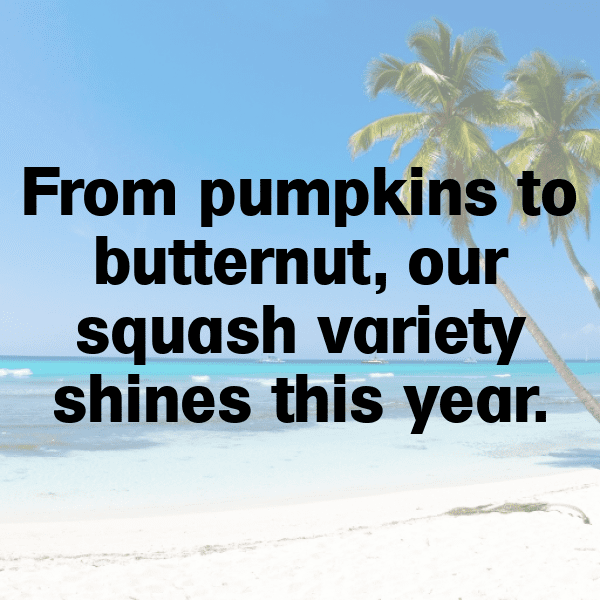 249+ Zucchini Captions For Instagram (Fresh & Trendy) 10 Zucchini Captions Photo For Instagram-H6jSUa